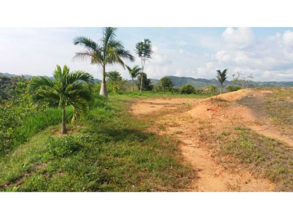 Lote en parcelación mulatos, vereda la Floresta, Maceo