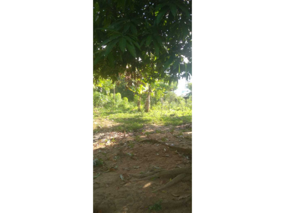 Terreno en el Barrio Pueblo Nuevo – San Pedro de Urabá