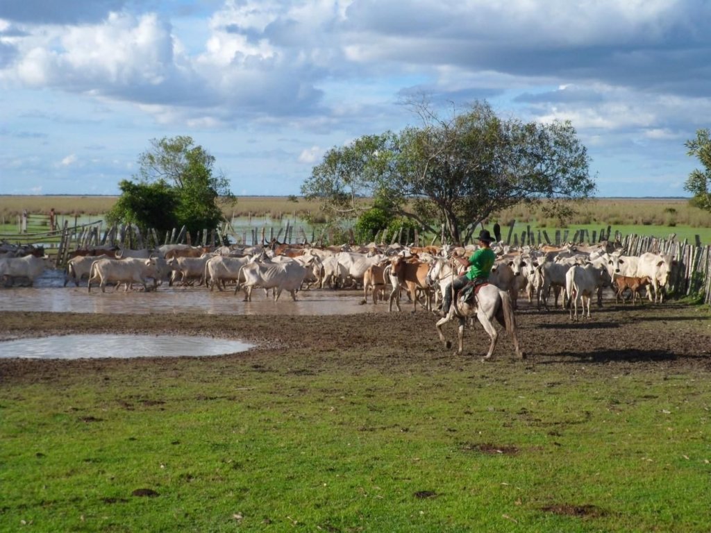 SE VENDE FINCA AGROGANADERA EN PAZ DE ARIPORO CASANARE 8.500 HECTAREAS