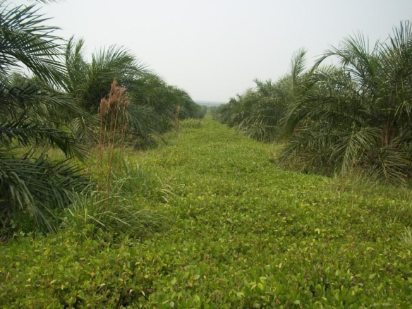 Finca con sembrado de Palma de Aceite en Puerto Lleras, Meta