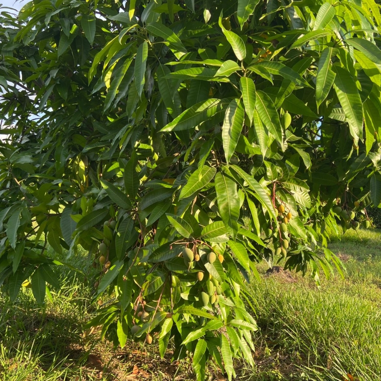 Lote en la Mesa Cundinamarca