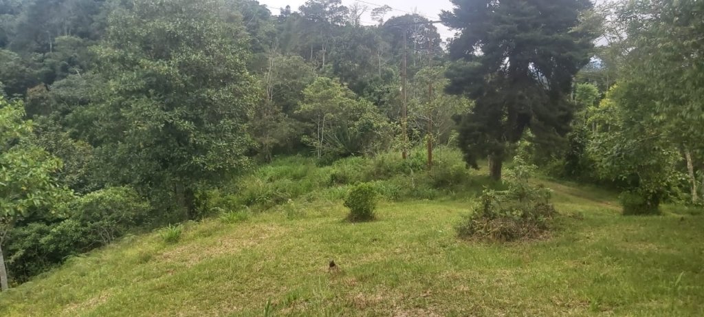 Lote en Parcelación campestre Asofloresta