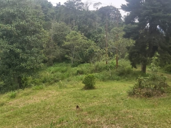 Lote en Parcelación campestre Asofloresta