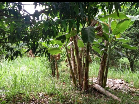 Vendo lote Apulo Cundinamarca