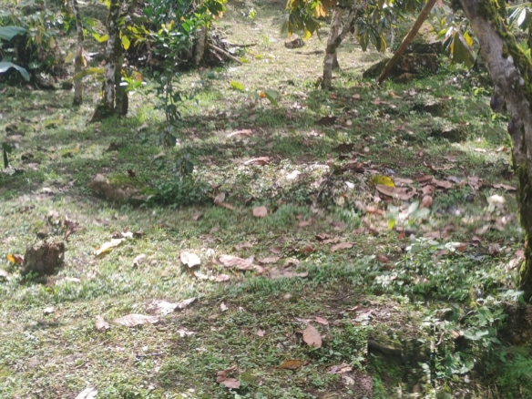 Finca en San Vicente de Chucuri vereda santa Inés