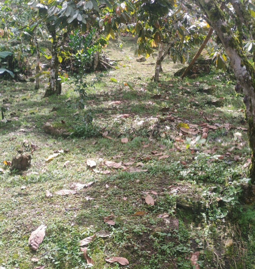 Finca en San Vicente de Chucuri vereda santa Inés