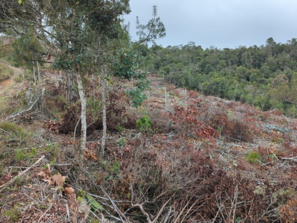 Lotes en Venta en Guarne, Antioquia – 200 m² y 300 m² desde $37.000.000