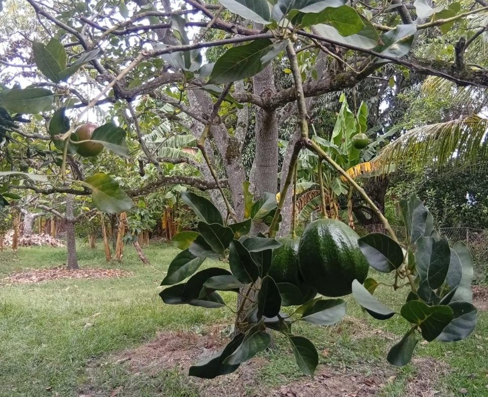 Casa Campestre en Alquiler en Rozo La Torre, Palmira, Valle del Cauca