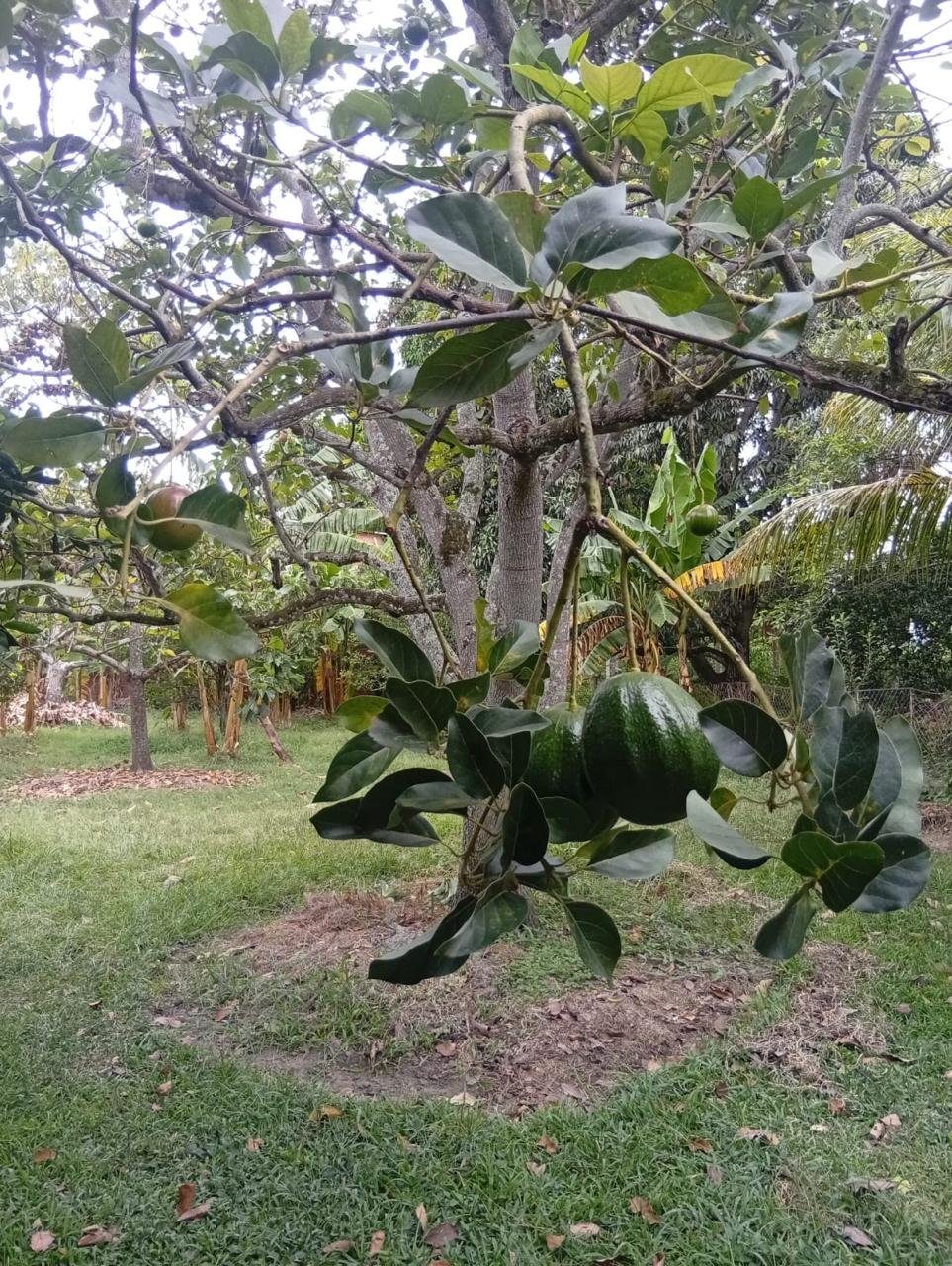 214465-271286-1712651163384715 Casa Campestre en Alquiler en Rozo La Torre, Palmira, Valle del Cauca