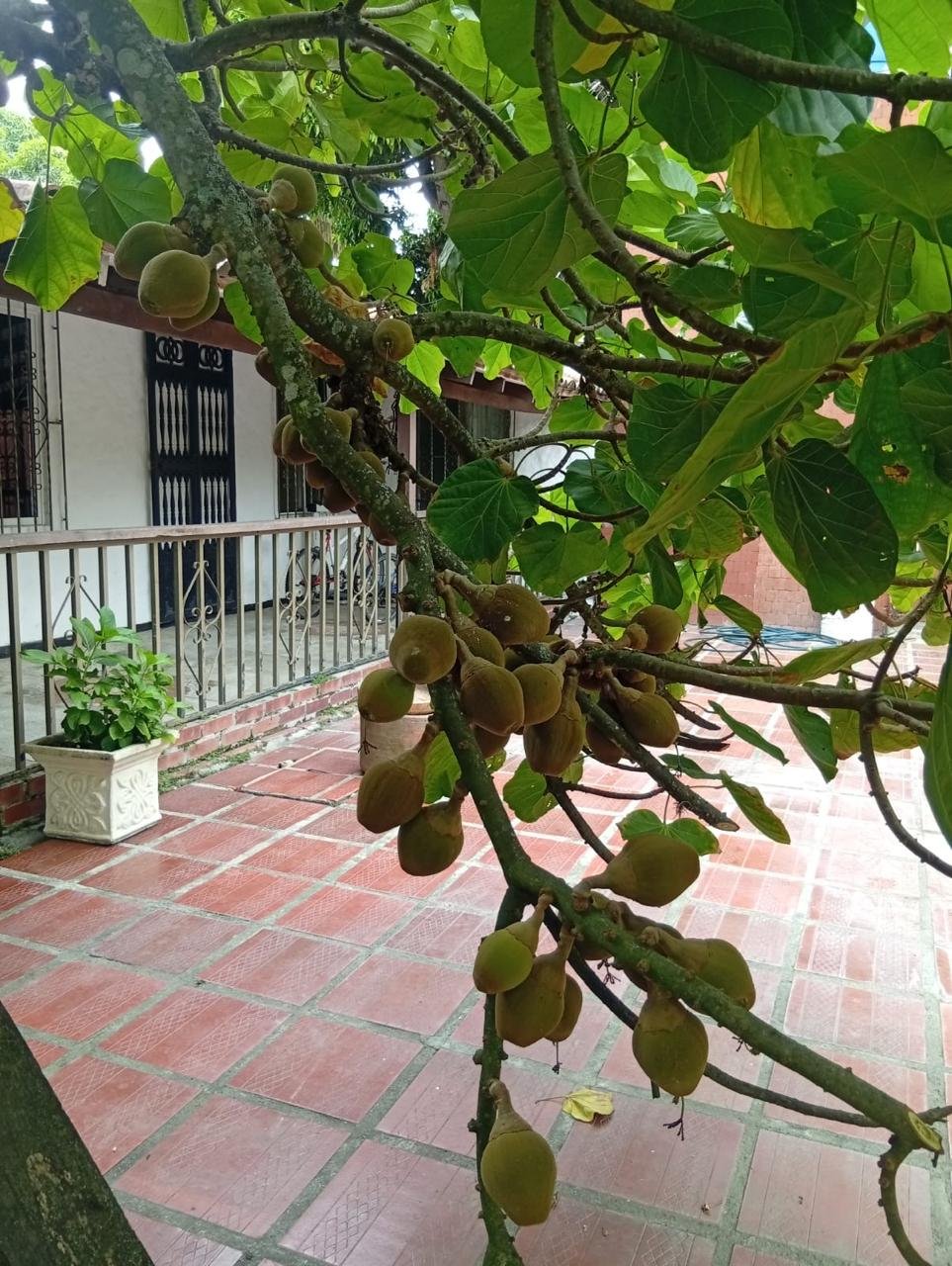 214465-271286-2358736411283454 Casa Campestre en Alquiler en Rozo La Torre, Palmira, Valle del Cauca