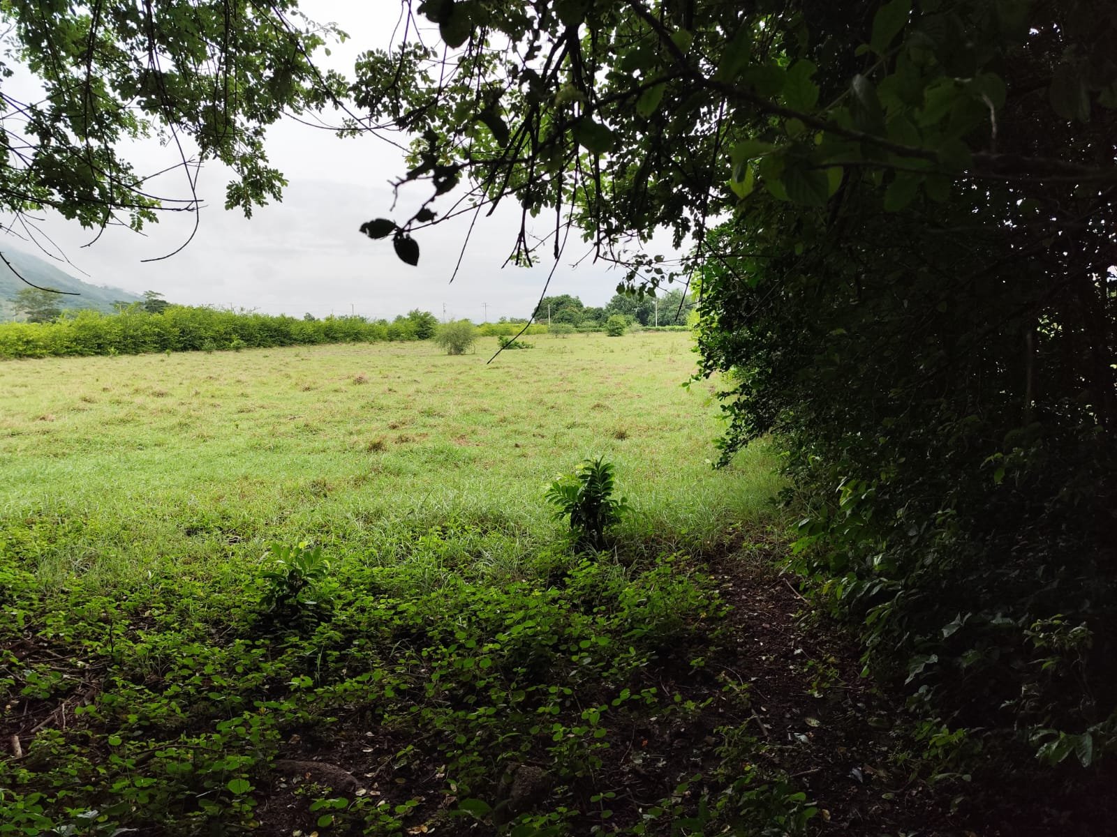 LOTE UNA HECTAREA GIRARDOT