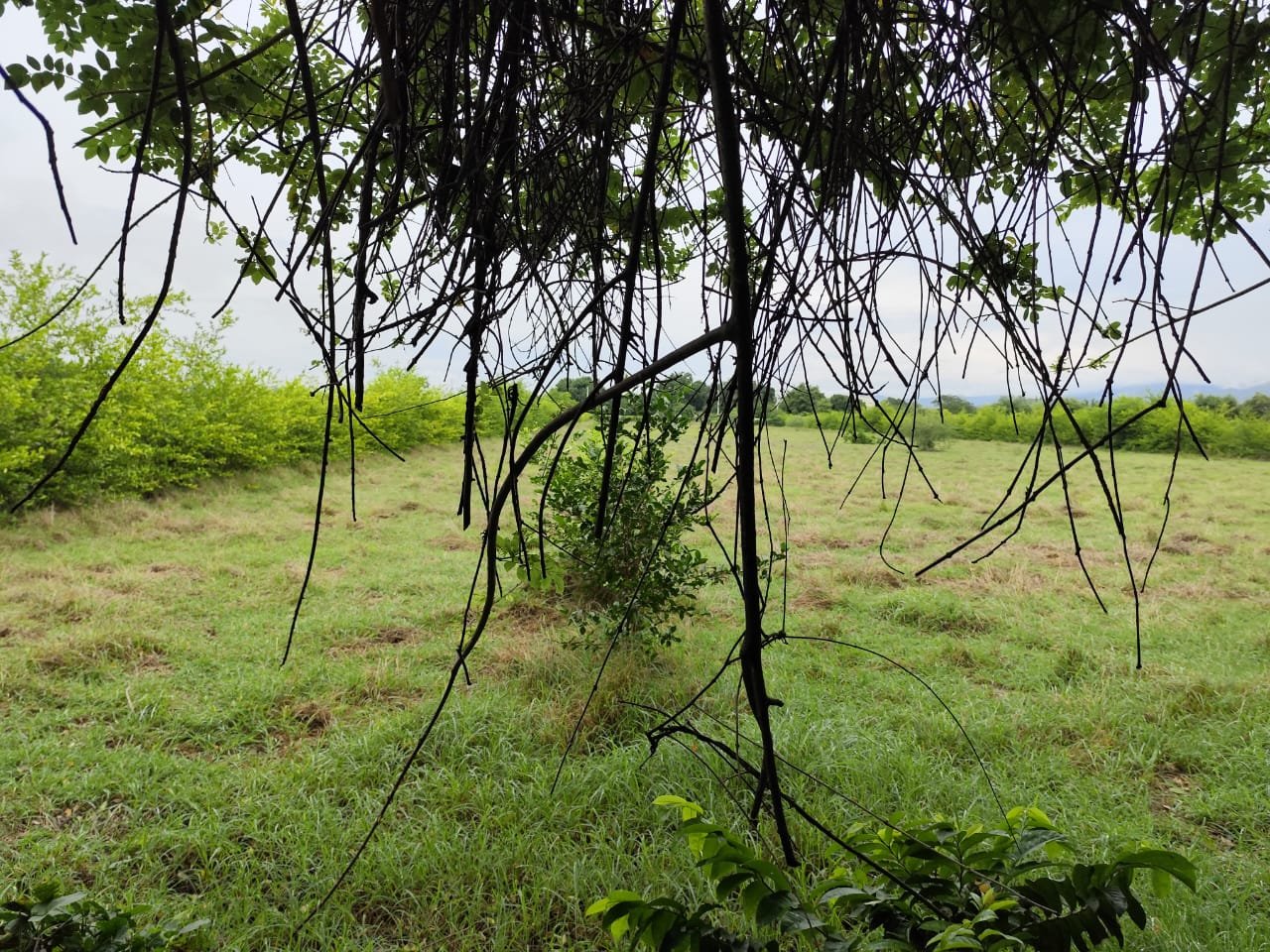 LOTE UNA HECTAREA GIRARDOT