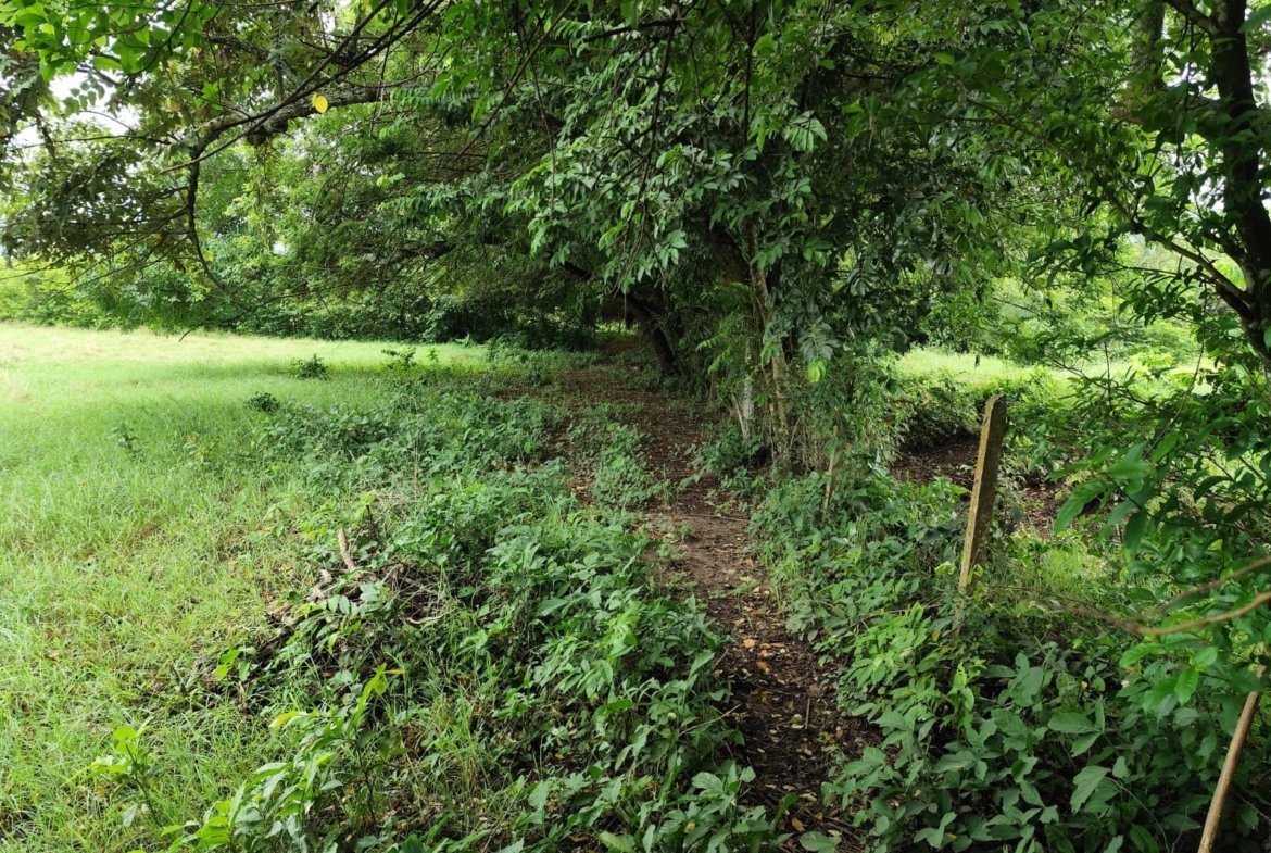 LOTE UNA HECTAREA GIRARDOT