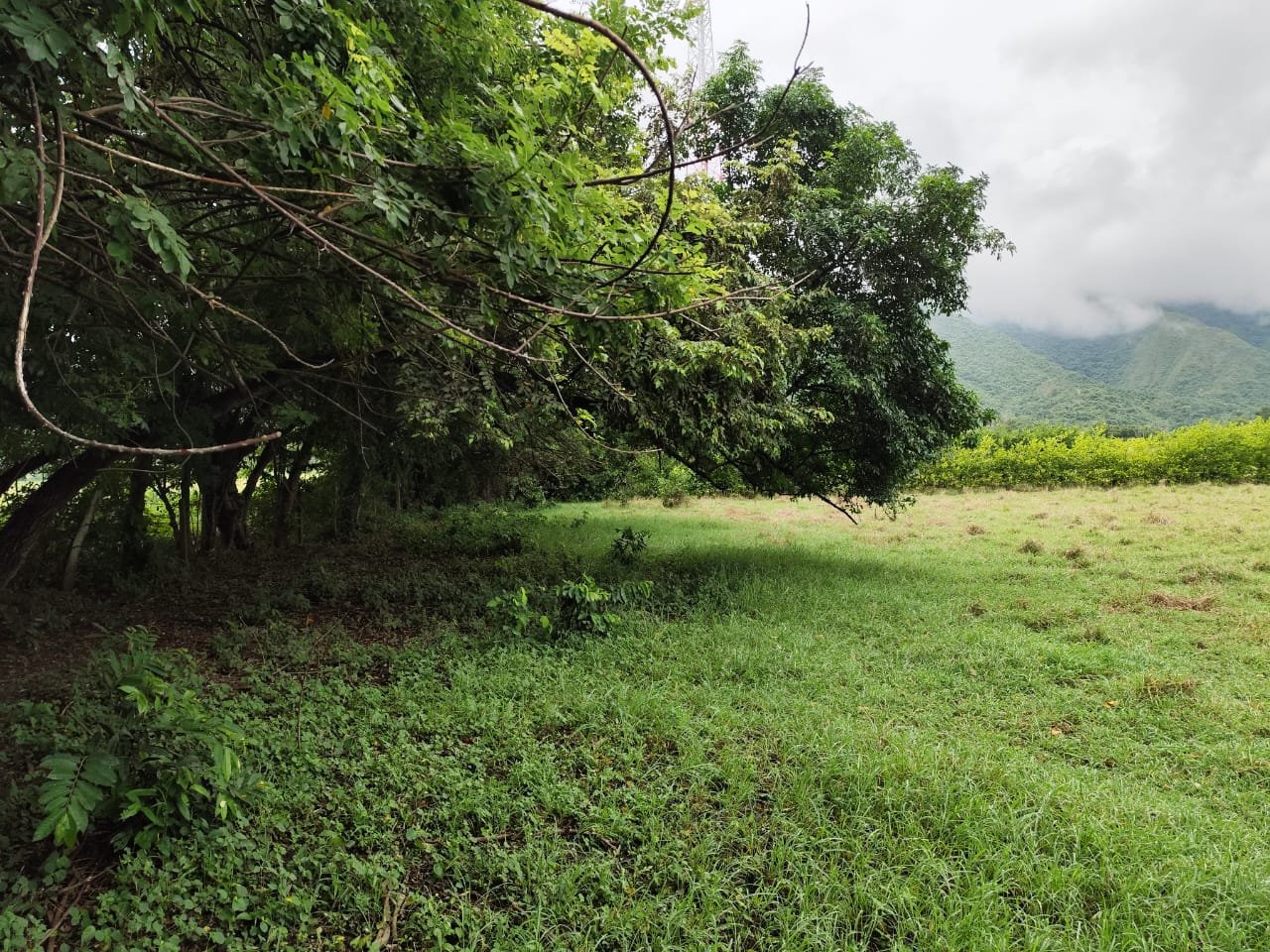 LOTE UNA HECTAREA GIRARDOT