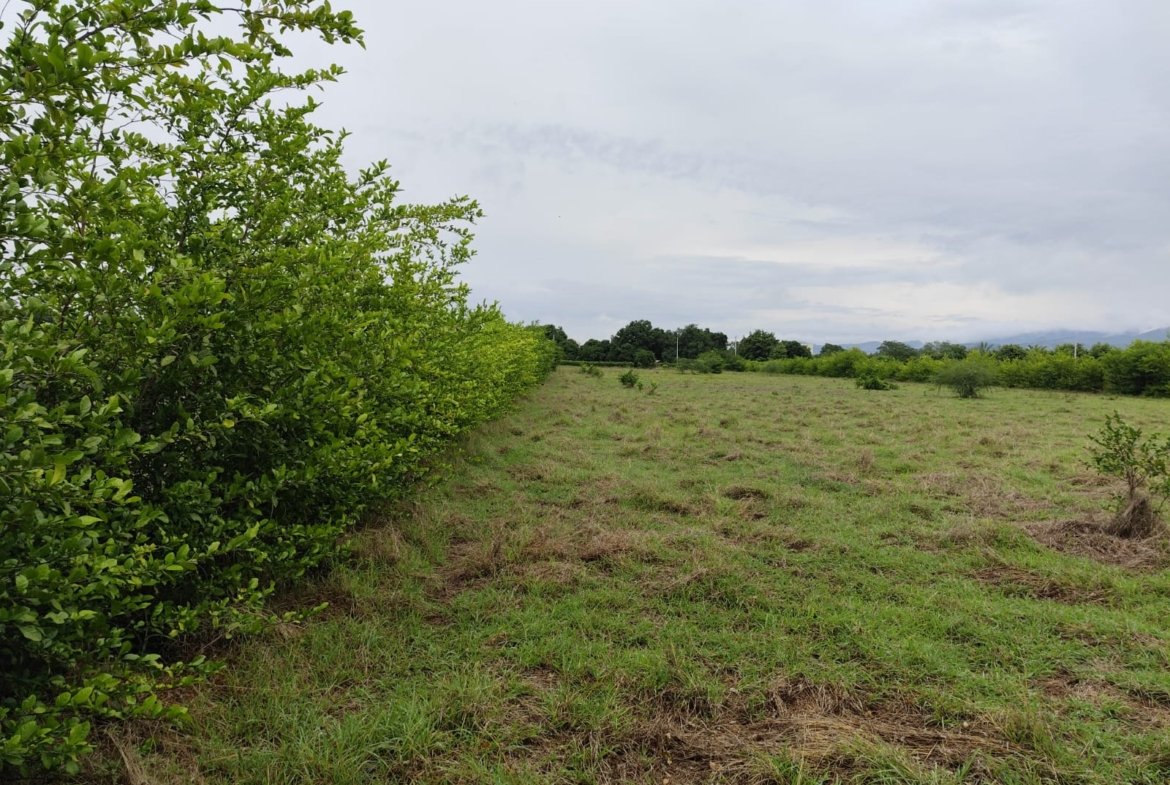 LOTE UNA HECTAREA GIRARDOT