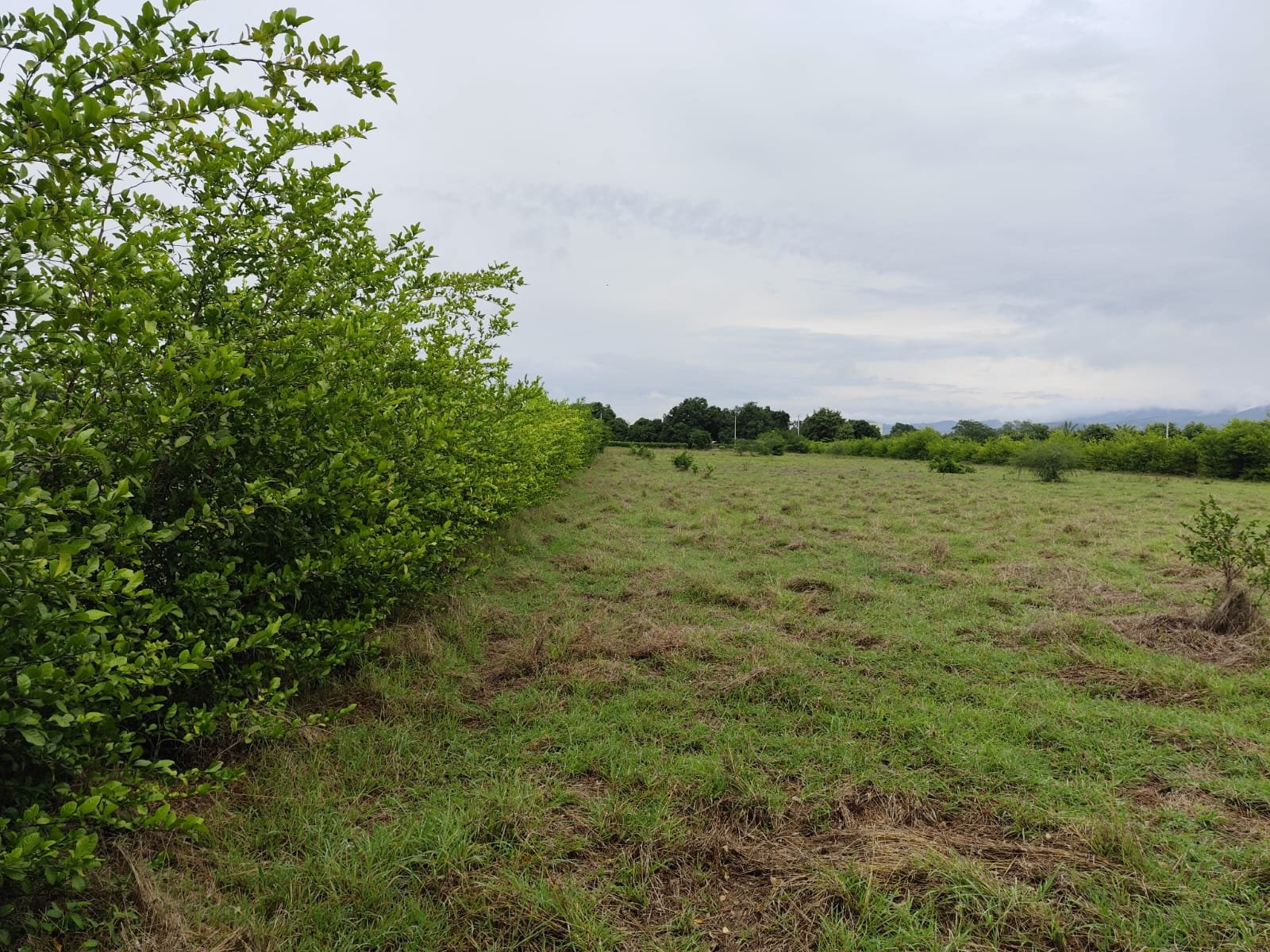 LOTE UNA HECTAREA GIRARDOT