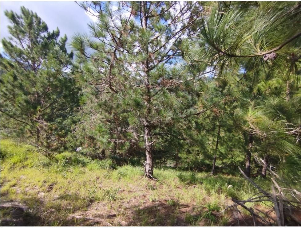 Finca campestre en venta de 10.000 m² en Villa María, Vijes Valle del Cauca